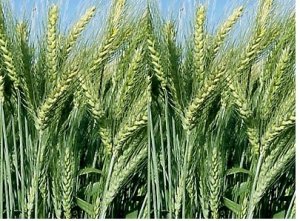 Molecular tracking of multiple disease resistance in a winter wheat diversity panel