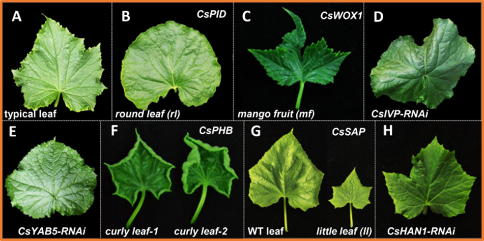Map-based cloning identifies a missense SNP in CsTRX z, encoding a z-type thioredoxin homolog, as the genetic determinant of Dominant Virescent Leaf in cucumber