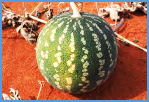 Mapping flowering time QTLs in watermelon wild relative Citrullus amarus
