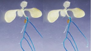 A type 2C protein phosphatase activates high-affinity nitrate uptake by dephosphorylating NRT2.1