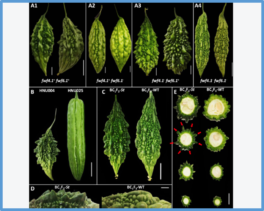 McATL43 encoding a RING-H2 finger E3 ubiquitin ligase is responsible for Shark teeth (St) fruit wart in bitter gourd (Momordica charantia L.)