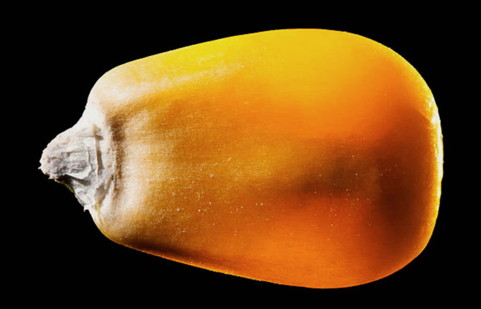 Meta-QTLs and candidate genes for kernel protein content in maize