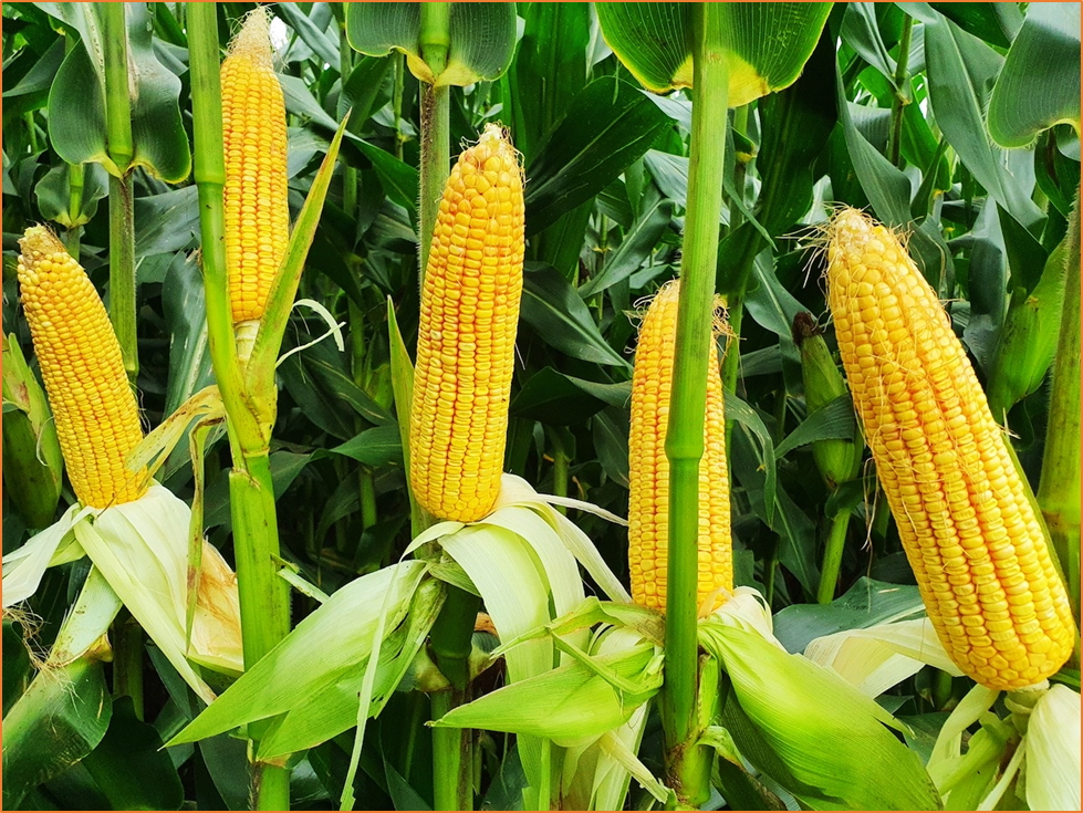 Metabolomics and Transcriptomic Analysis Revealed the Response Mechanism of Maize to Saline-Alkali Stress