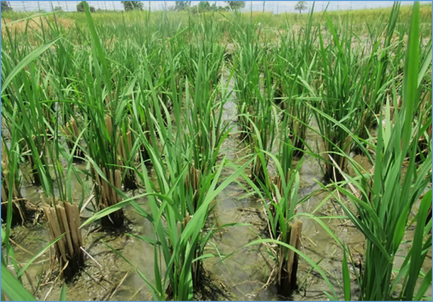 Metabolomics and transcriptomics analyses reveal quality differences in forage-grain ratoon rice under varying mowing stages 