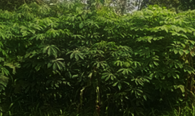 Metagenomic and biogenic amine changes in cassava fermentation for tucupi production using Pediococcus acidilactici starter culture