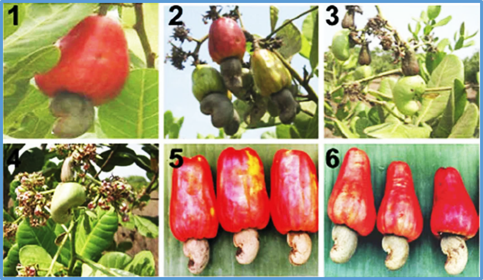 Microbiological quality of plant-based cheese analogues and pathogen behavior in cashew nut-based varieties in cashew nut-based varieties