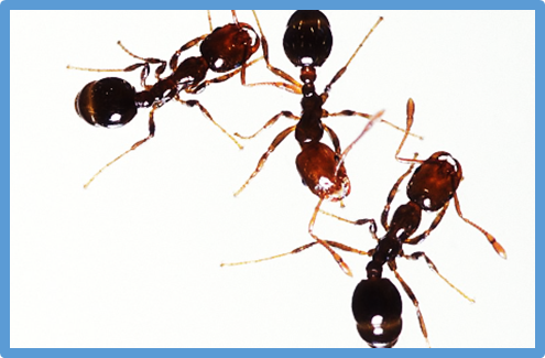 Modeling Control of Invasive Fire Ants by Gene Drive