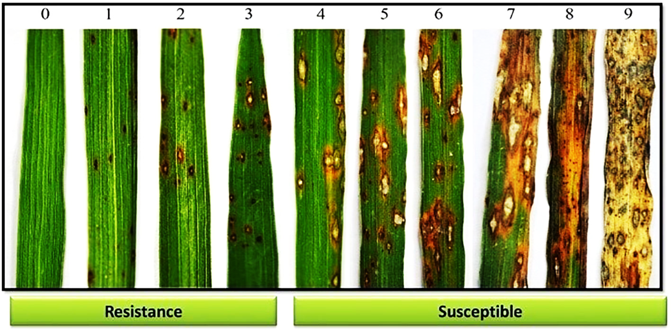 Modern Japanese rice cultivars often carry a nonautonomous retrotransposon-insertion mutation at the pathogenesis-related 1b protein gene locus causing reduced resistance to Pyricularia oryzae