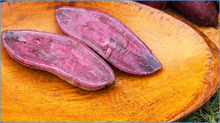 Molecular and metabolic regulation of anthocyanin accumulation under phosphorus stress in purple-fleshed sweet potato 