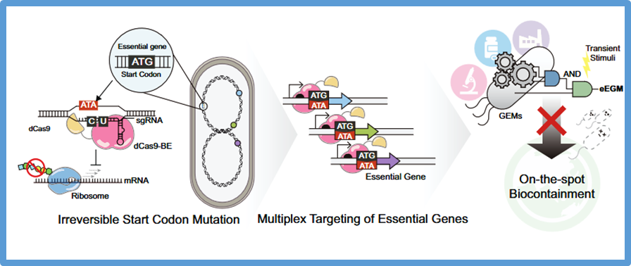 Multiplexed CRISPR base editing enables pulse-activated irreversible biocontainment of engineered bacteria Open Access 
