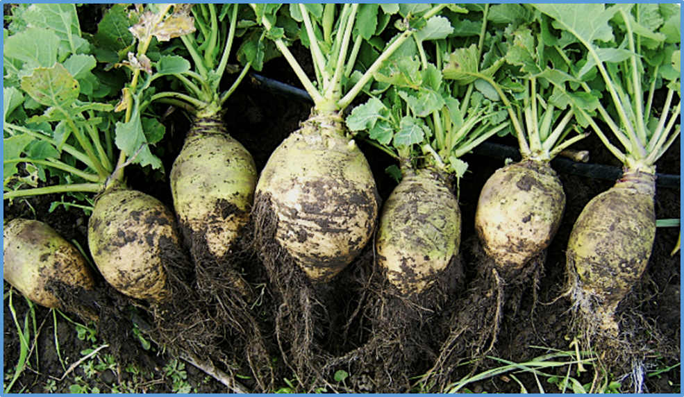 Natural allelic variation in BnCLV1 orchestrates root architectural remodelling and yield performance under nitrogen-limited conditions in Brassica napus