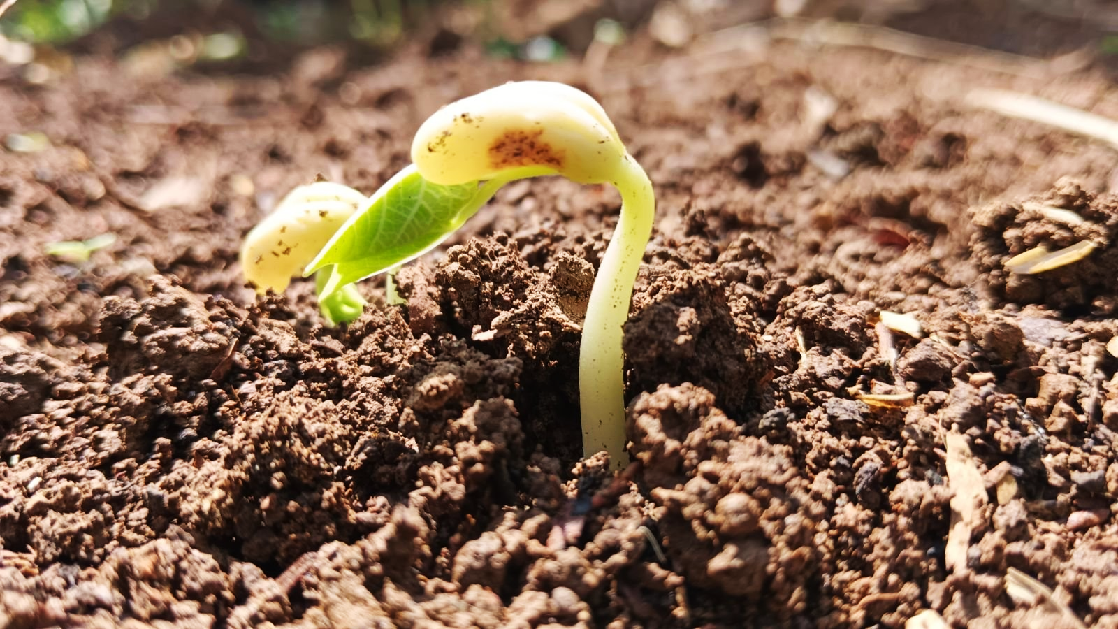 Natural variation in VrERF088 modulates drought tolerance during mungbean germination