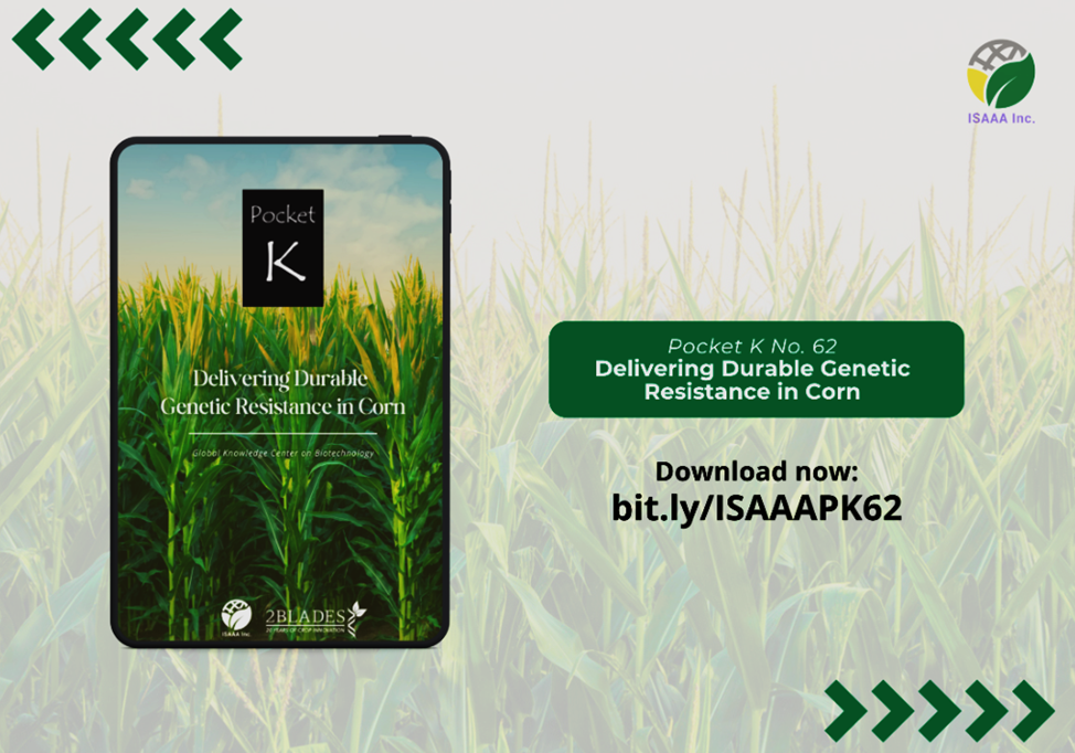 New Pocket K Tackles Next-Generation Breeding for Fungal-Resistant Corn