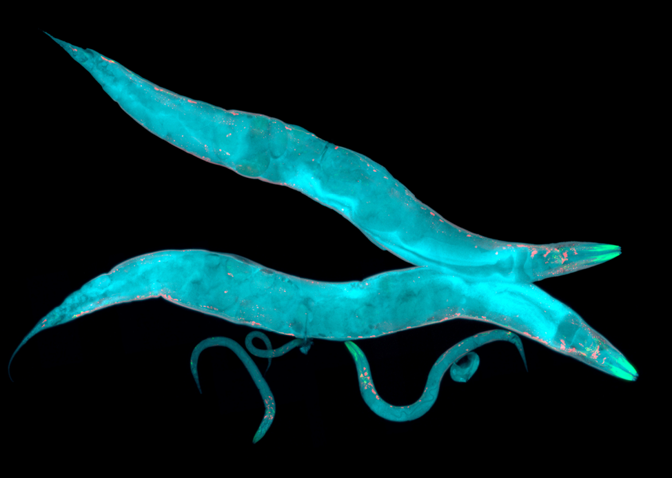 New Technique Allows Fine-tuning Proteins in Animal Tissues
