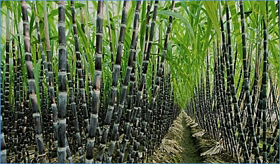 Next-generation molecular breeding tools to harness higher genetic gains in sugarcane