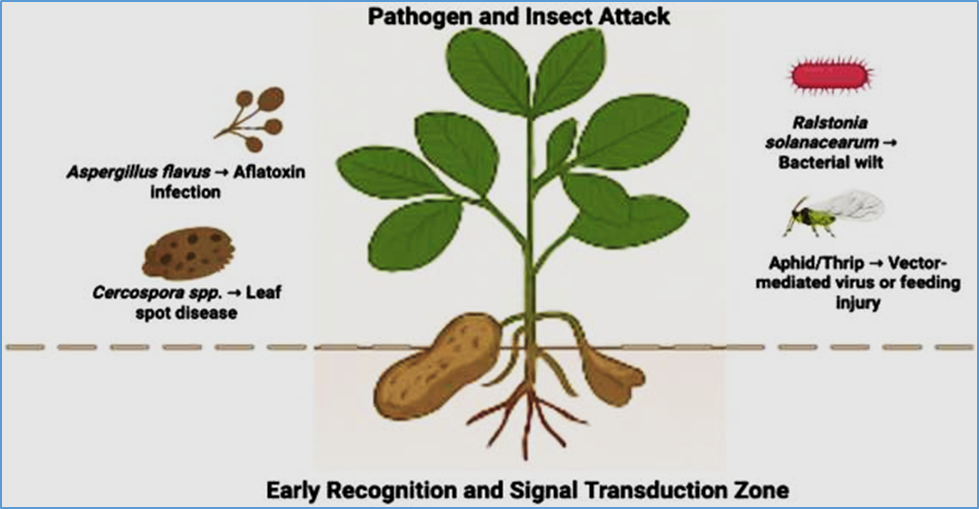 Next-Generation Precision Breeding in Peanut (Arachis hypogaea L.) for Disease and Pest Resistance: From Multi-Omics to AI-Driven Innovations
