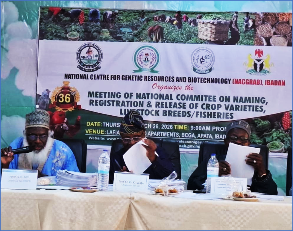 Nigeria Approves High-Performing Groundnut Variety SAMNUT 30 Developed by ICRISAT