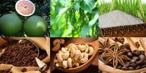 Vietnam Agriculture in 2020 to Overcome Its Double Challenges as Covid-19 Pandemic & Climate Change