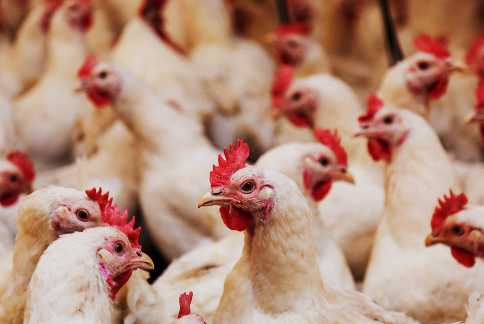 Novel CRISPR-Based Vaccine Shows Protection Against Marek&rsquo;s Disease