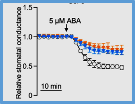 OPEN STOMATA 1 activates SLAC1 anion channel primarily through CPK15 in ABA-induced stomatal closure in Arabidopsis