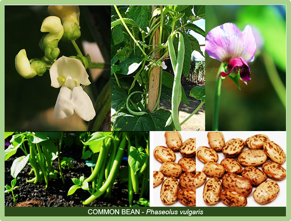 Optimising realised genetic gain with low forward predictive ability across cycles for cooking time and correlated traits in common bean based on multivariate genomic selection