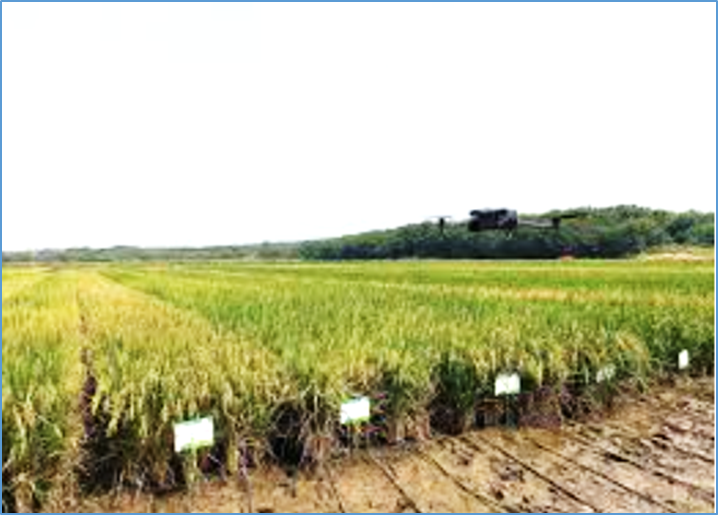 Os79, a UDP‐Glycosyltransferase, negatively regulates cadmium tolerance and accumulation in rice