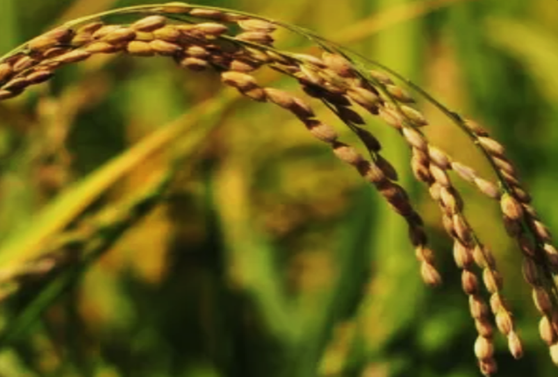 OsAld-Y on qATS6 links to alkalinity tolerance at the seedling stage in Oryza sativa L. ssp. Japonica