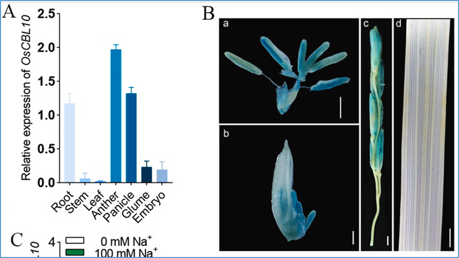 OsCBL10 negatively regulates salt tolerance at seedling stage in rice 