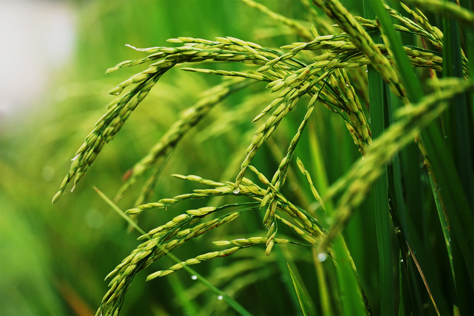 OsEHD1 and OsEHD2, two EH domain proteins targeted by E3 ubiquitin ligase OsBBI1, negatively modulate rice immunity against blast and bacterial blight diseases