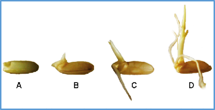 OsGSTT3 regulates seed germination by modulating reactive oxygen species homeostasis in rice