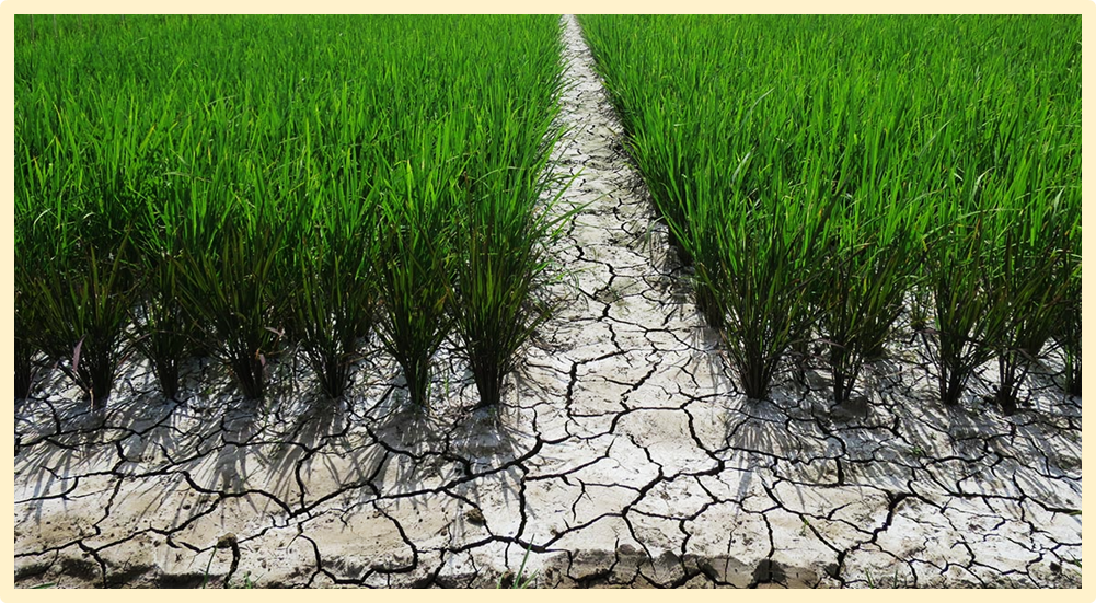 OsPP2C03 positively regulates rice drought stress resistance through a non-canonical ABA pathway