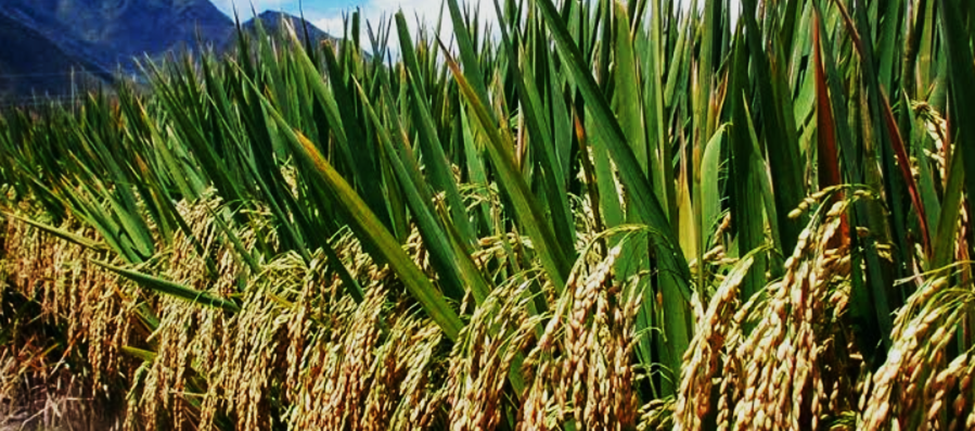 OsSPL10 negatively regulates seedling salt tolerance through OsJAZ-mediated jasmonate pathway in rice (Oryza sativa L.)