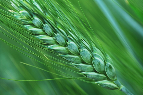 Paired NLRs originated from Triticum dicoccoides coordinately confer resistance to powdery mildew in wheat