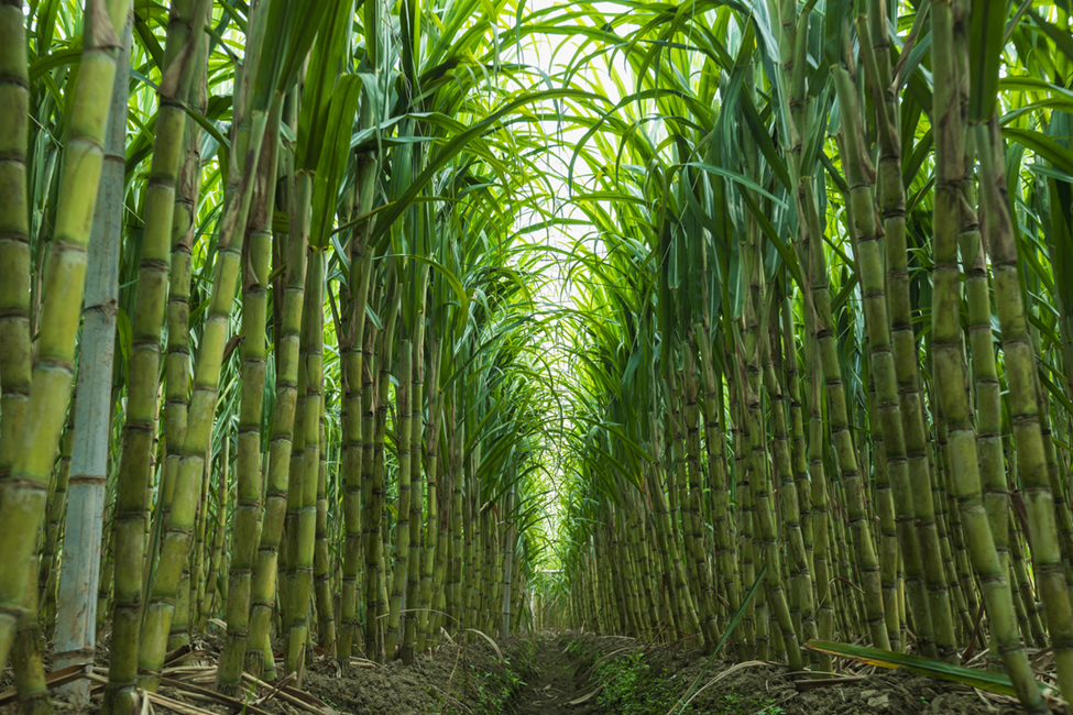 Pakistan Approves GM Sugarcane and GM Cotton for Commercialization and GM Canola for Food, Feed, and Processing