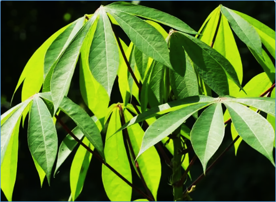 Pan-Genome Analysis and Expression Profiling of HIPP Gene Family in Cassava