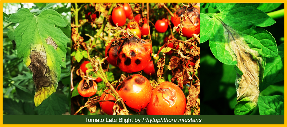 Pathogen-inspired engineering of plant protease enhances late blight resistance