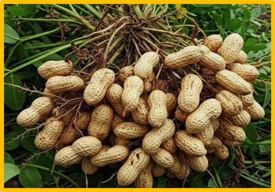 PeanutOmics: A comprehensive platform with an integrative multi-omics atlas for peanut research
