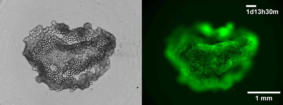 Penn State Researchers Develop &ldquo;Snowball&rdquo; Cells for Large-Scale Tissue Engineering