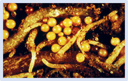 Phased potato genome assembly and association genetics enable delineation of the H1 resistance locus against potato cyst nematodes