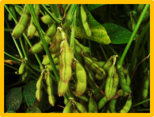 Philippines approved the soybean event GMB 151 for food, feed, and processing