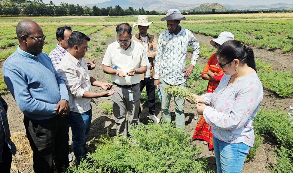 Plant Health for Food Security: ICRISAT&rsquo;s Integrated Approach to Grain Legume Disease Management