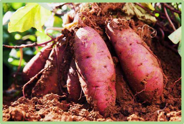 Polyploidy-driven expansion and regulatory diversification of the Kelch repeat F-box gene family in sweetpotato