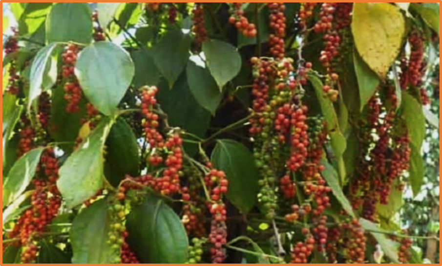 Population genetics and phylogenomic insights into the origin of economically important black pepper (Piper nigrum)