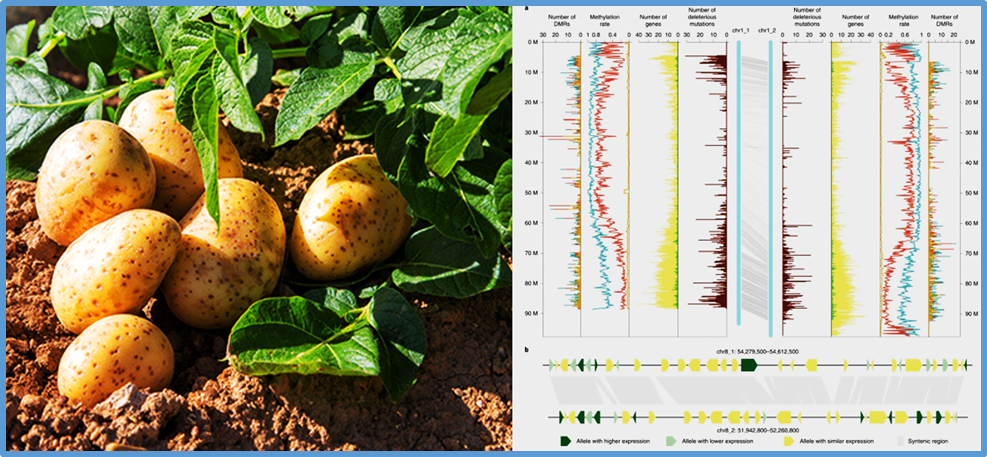 PotatoMASH is a cost-effective marker system for genomic prediction in potato based on short-read haplotypes