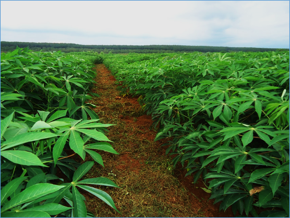 Progress and Impacts of "Omics" Technologies in Understanding the Drought Response in Cassava: Adoption for Food Security in Africa