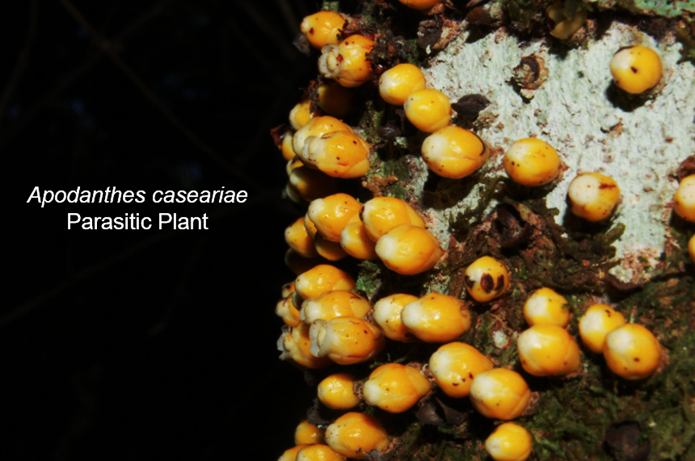 Progress and Prospects of Parasitic Plant Biodiversity Genomics