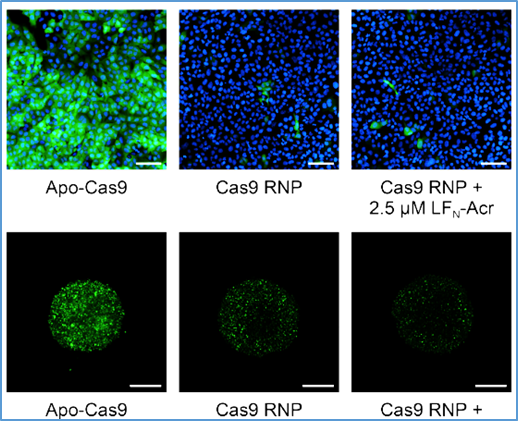 Protective antigen&ndash;mediated delivery of an anti-CRISPR protein for precision genome editing
