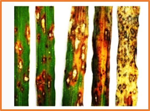 Protein kinase Pi65 regulates rice blast resistance through phosphorylation-dependent signaling and metabolic reprogramming