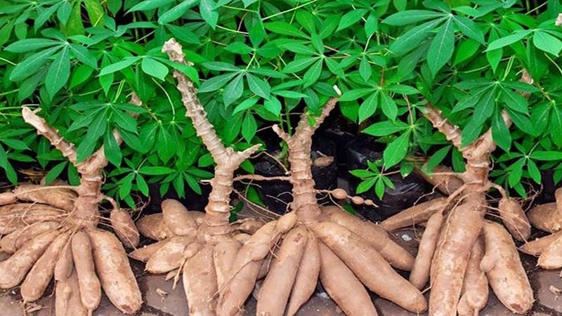  Proteomic analysis reveals dynamic expression related to malondialdehyde in cassava in response to cassava bacterial blight