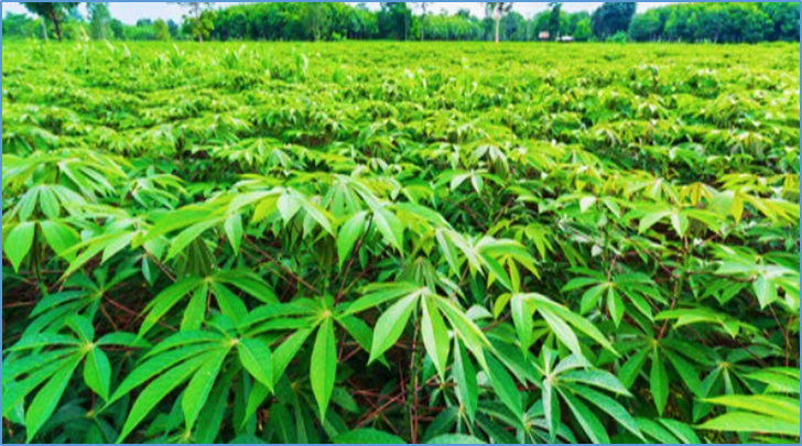 Proteomic analysis reveals dynamic expression related to malondialdehyde in cassava in response to cassava bacterial blight